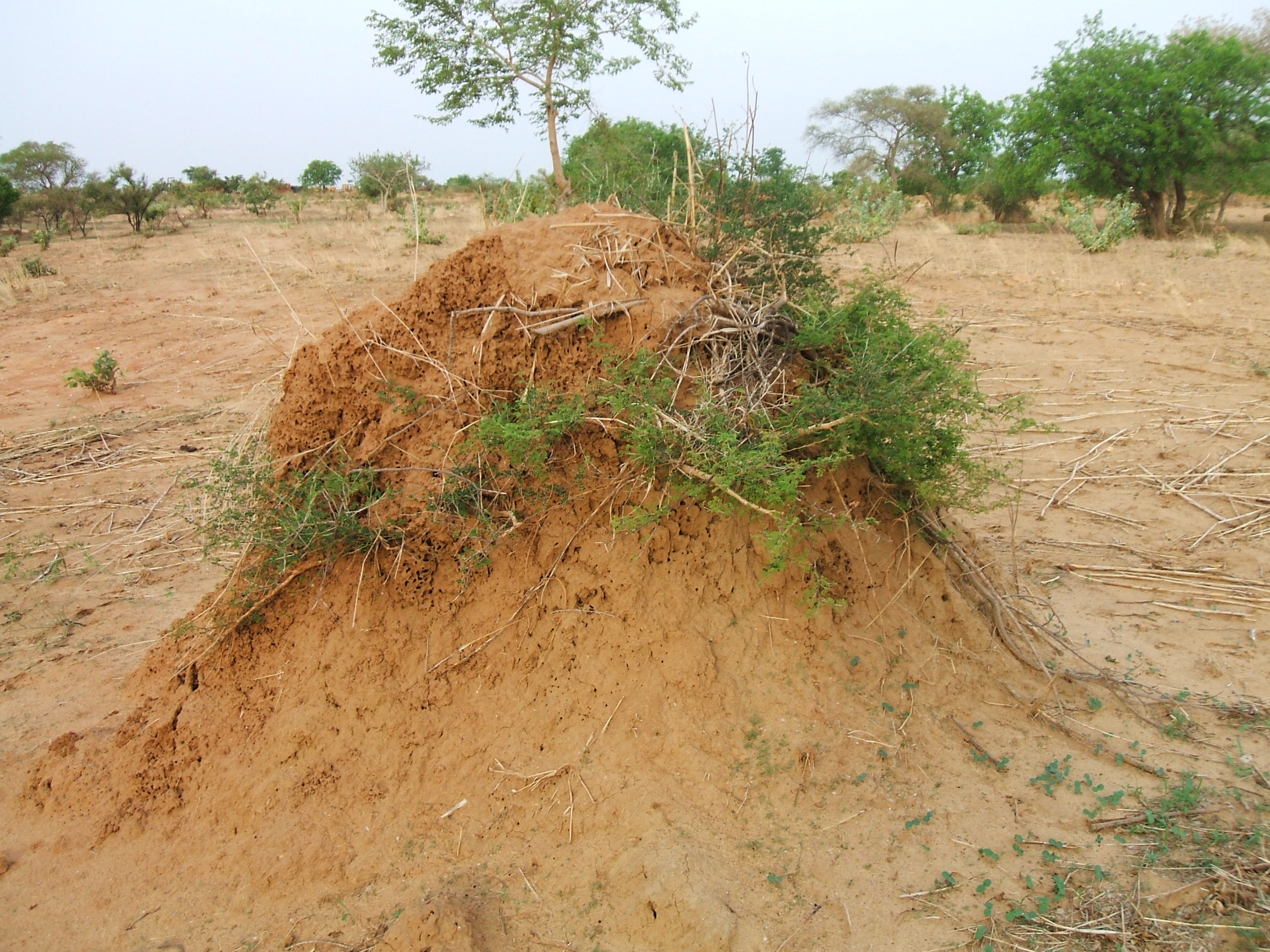 Lehmlandschaft mit Termitenhügel in Burkina Faso. Westafrika ist die regionale Heimat der bestbelegten Bauanwendungs-Studien.