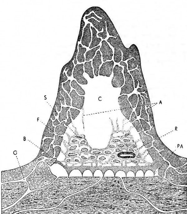 Schema eines Macrotermes-natalensis-Nestes mit Lehm-Lamellen, Pilzgärten, Königinkammer und Galerie-Netzwerk.