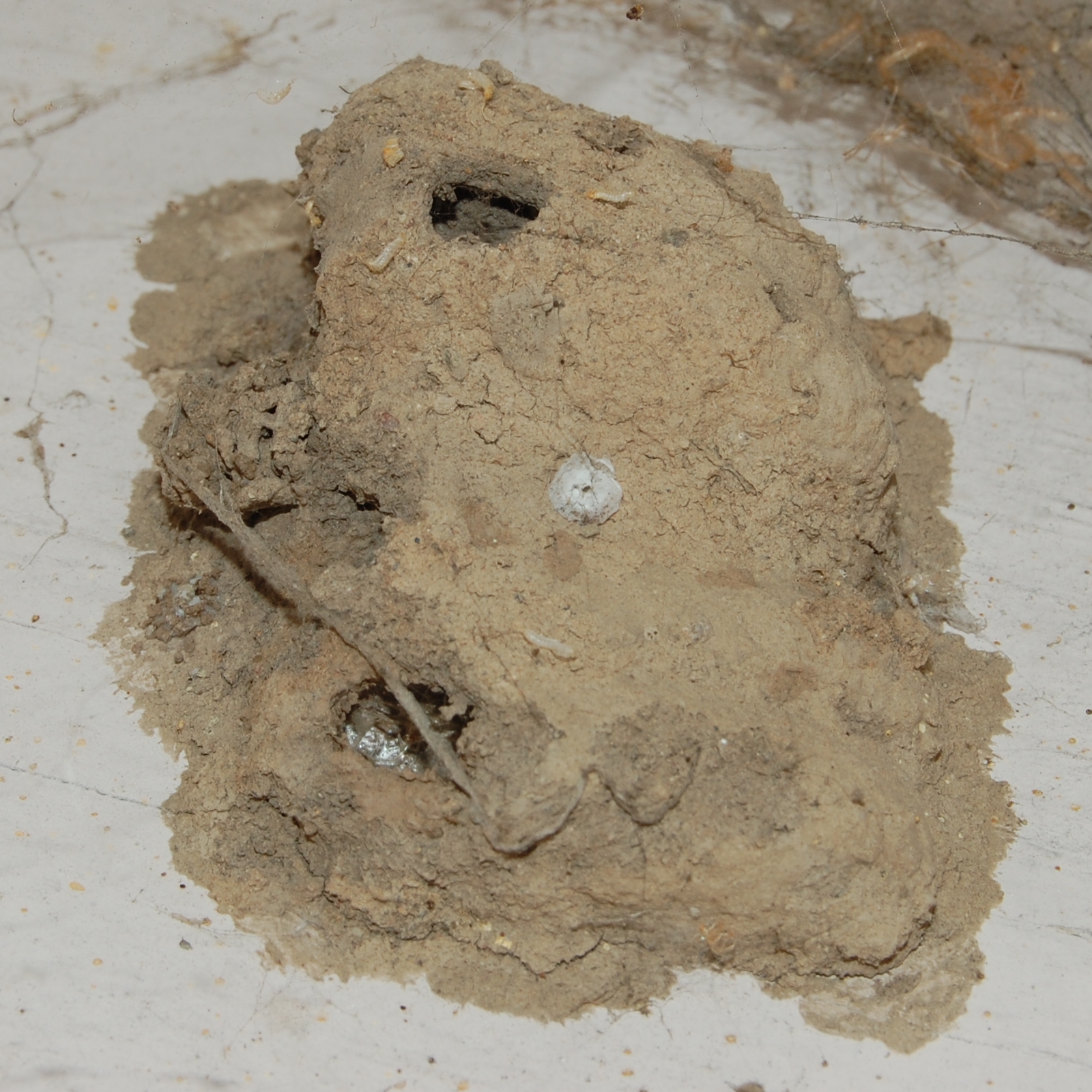 Sceliphron-caementarium-Lehmnest mit charakteristischer tubulärer Architektur. Mud Dauber Wespen verarbeiten Bodenmaterial allein, ohne Speichel-Bindemittel.