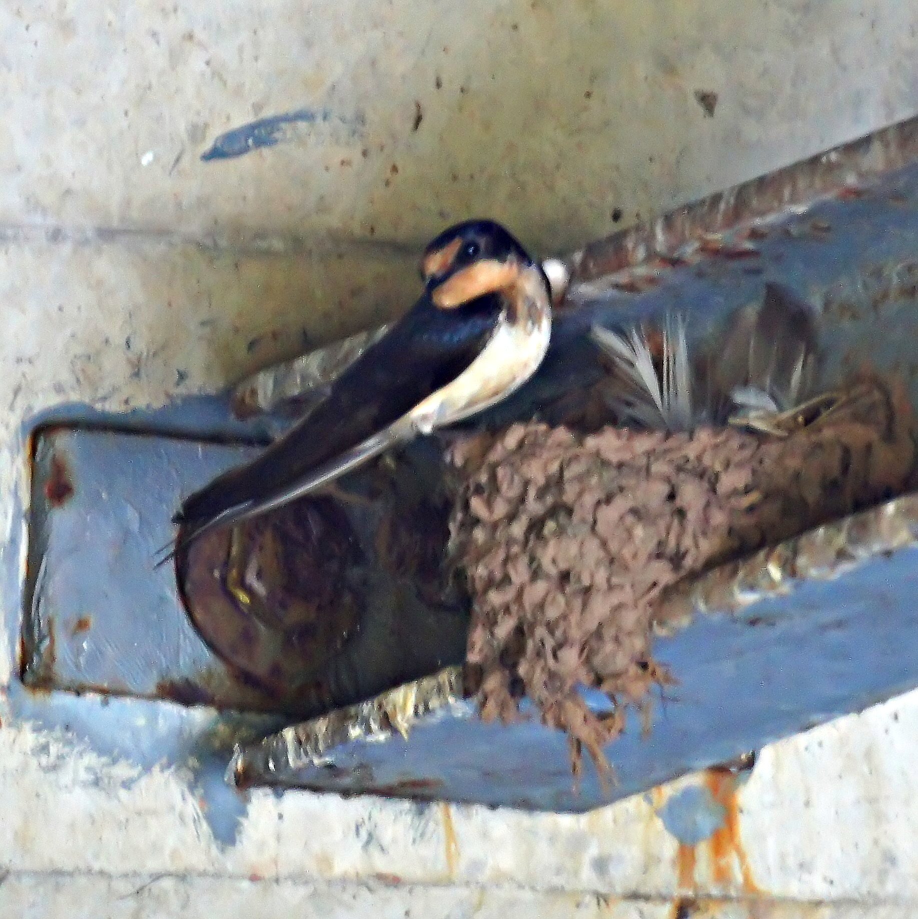 Hirundo rustica beim Bau am schalenförmigen Lehmnest. Schwalben mischen Speichel-Mucin in den Bauschlamm und erreichen damit messbare Adhäsion.